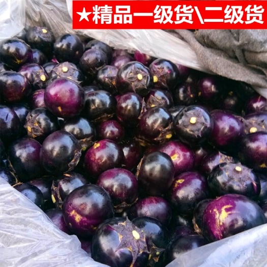 莘县供应：紫光圆茄子！ 欢迎老板咨询，★精品一级货★★二级货。