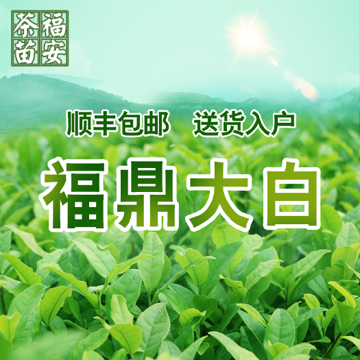 福鼎大白茶树苗福建福安茶树苗龙井苗早茶苗绿茶无性繁殖