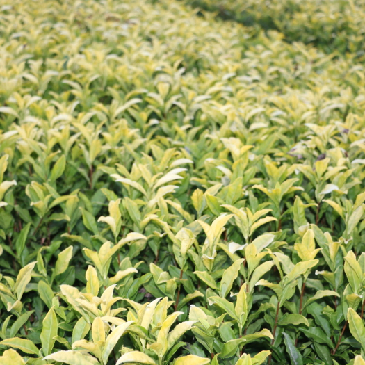 福安市 【顺丰包邮】黄金芽茶树苗黄茶一年生茶苗 龙井金牡丹茶苗批发