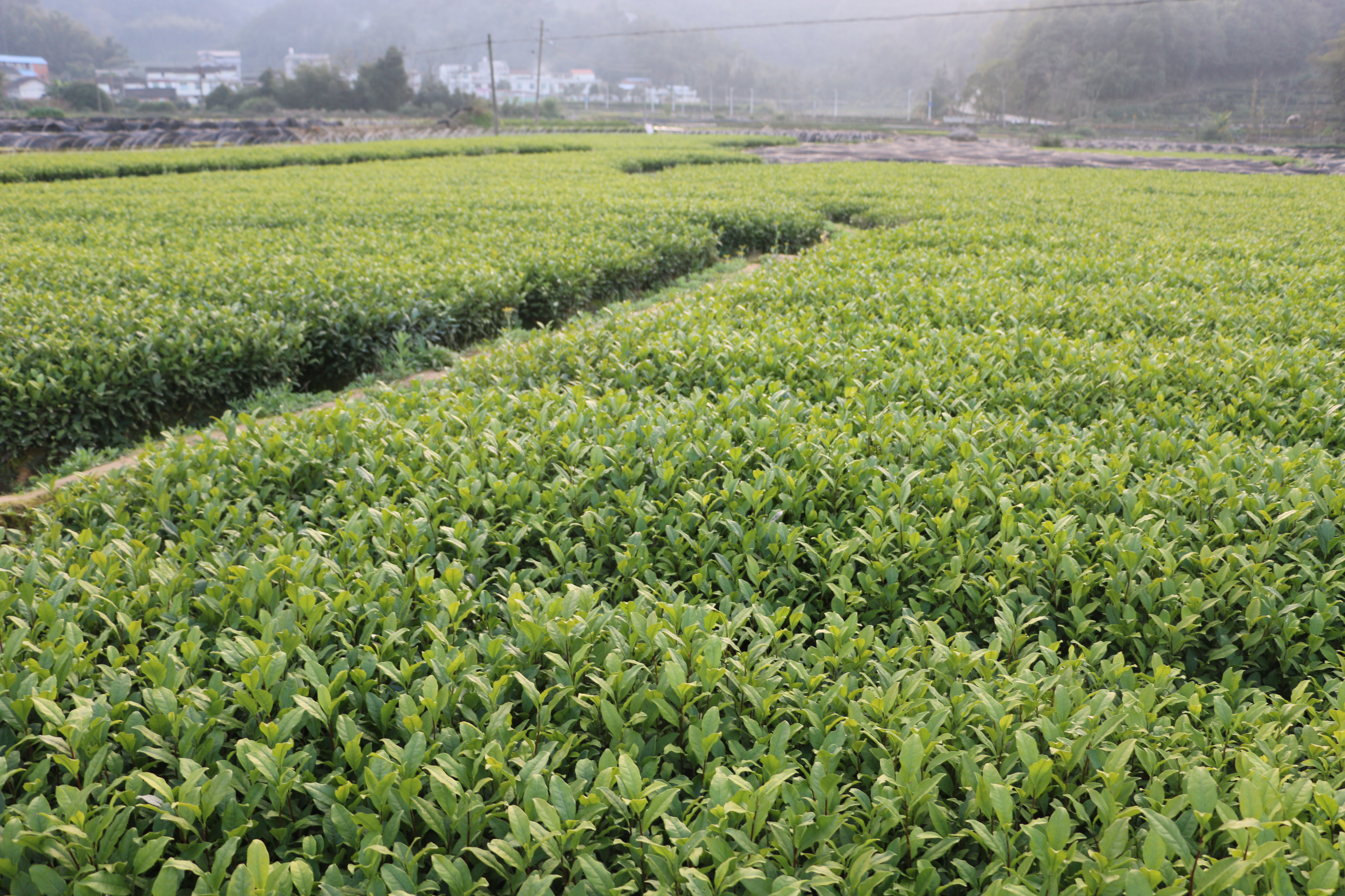 龙井43号茶树苗 龙井43茶苗一年生扦插苗茶叶树苗绿茶苗植株1000株起