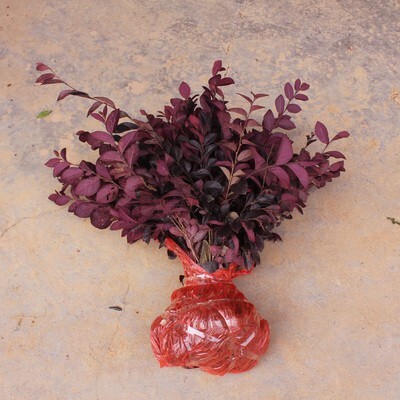 咸宁 红花继木苗树苗四季常青植物庭院绿化植物园林工程绿化苗红檵木球