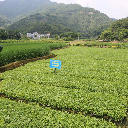 福安市中茶108号茶树苗  茶苗 绿茶红茶 福建苗木批发