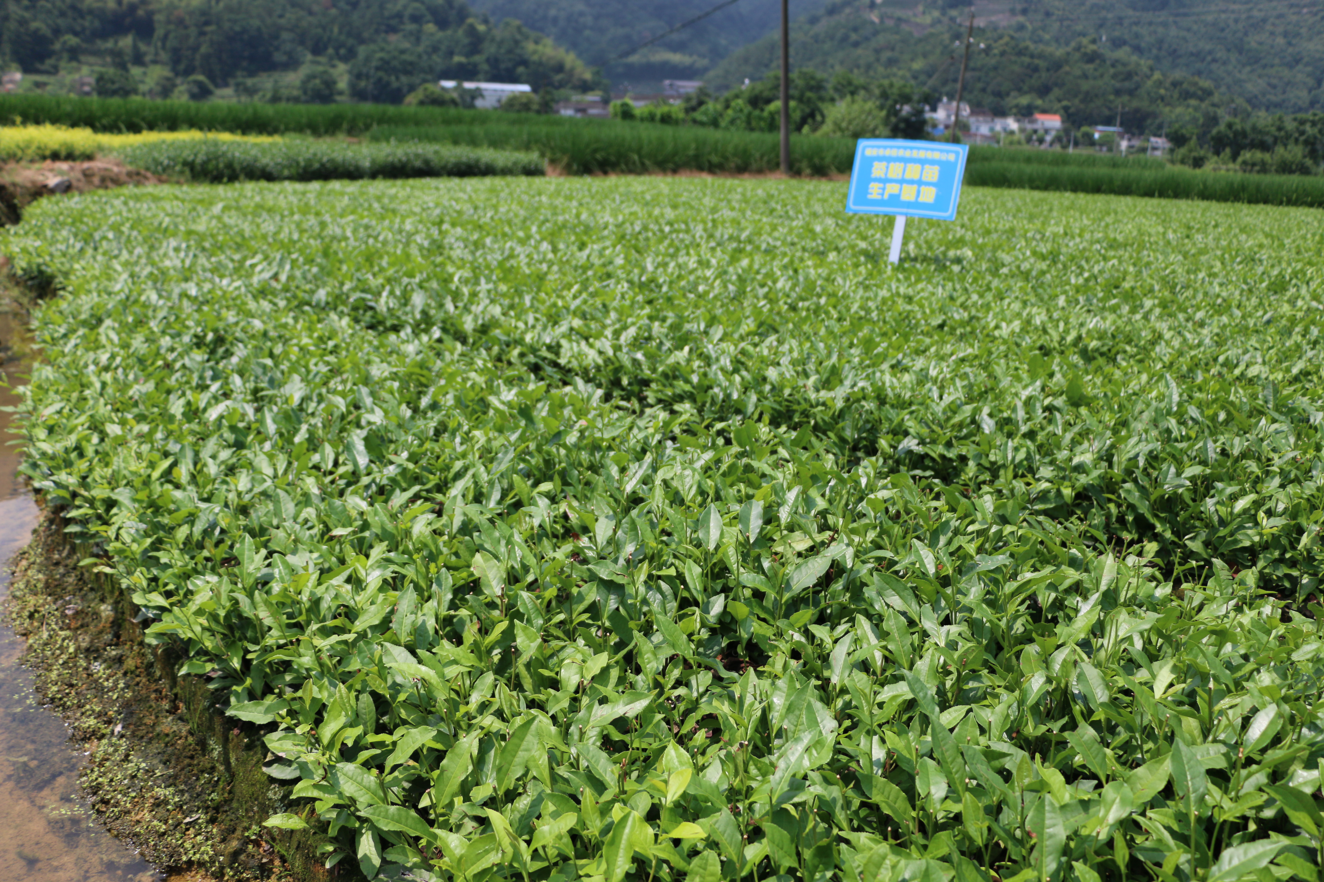 金牡丹茶苗 無(wú)性系扦插繁殖濃香型茶樹(shù)苗