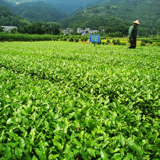 福安市安吉白茶树苗  安吉白茶茶树苗 中茶108茶苗