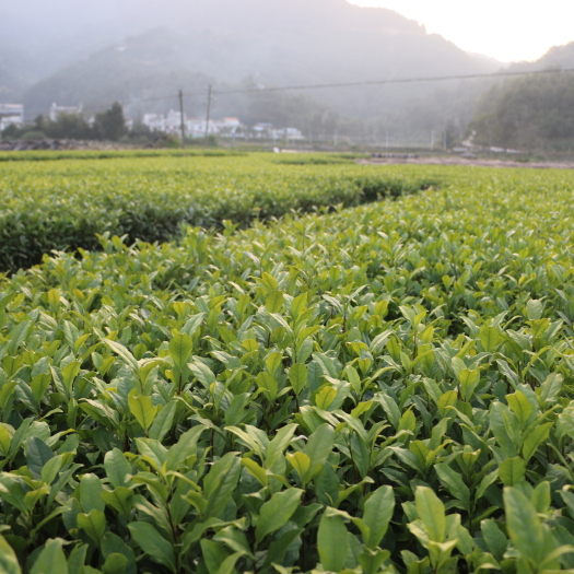 福安市龙井43号茶树苗  龙井43号茶苗 福建福安苗圃直销一年生冬插苗