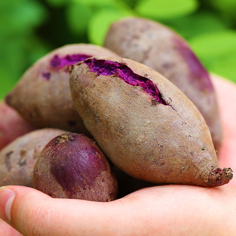 徐紫薯8号 2020现挖红薯 徐紫8号紫薯 番薯 全年稳定供货 支持代发