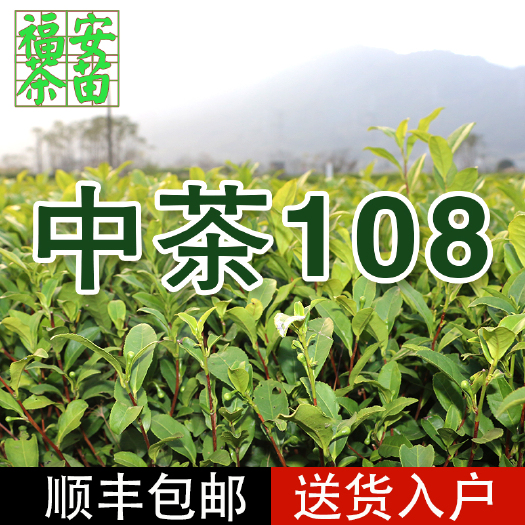 中茶108茶树苗一年生冬插苗福安茶苗【福安茶苗，顺丰包邮】