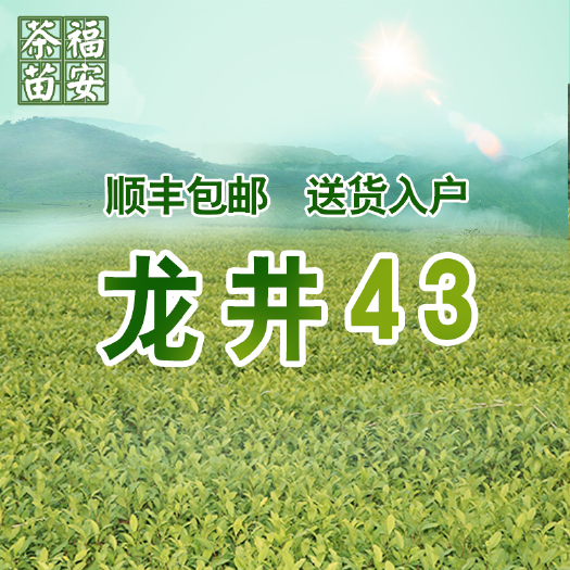 龙井43号茶树苗 龙井43号茶苗福建福安茶苗 无性系扦插繁殖