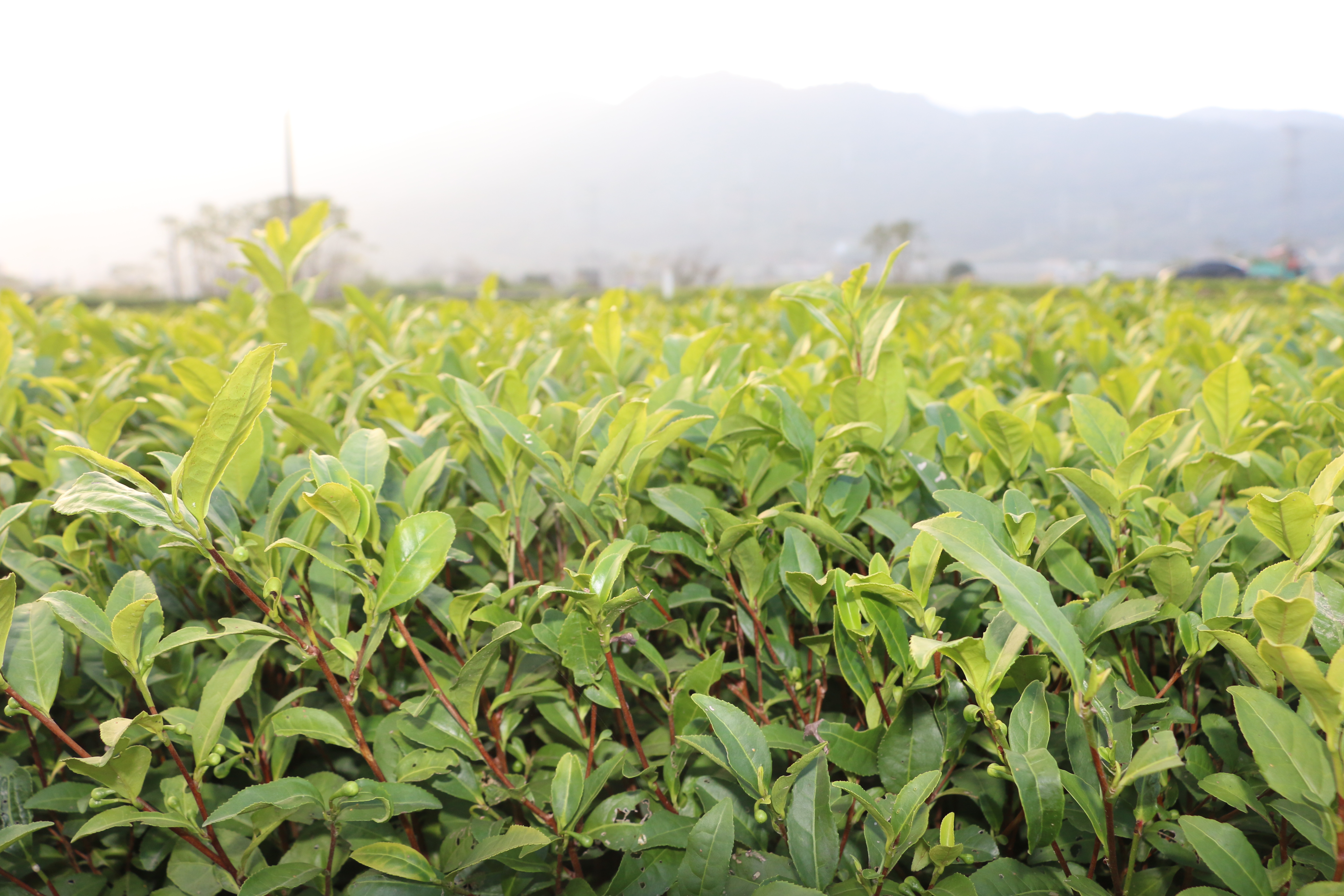 中茶108号茶树苗中茶108茶树苗可制作绿茶红茶福建福安茶苗无性系扦插