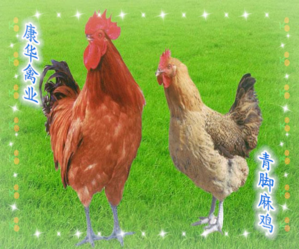 南宁青脚麻鸡苗  青脚麻脱温苗，质量保证，量大优惠，包打疫苗包路损，放心购买！