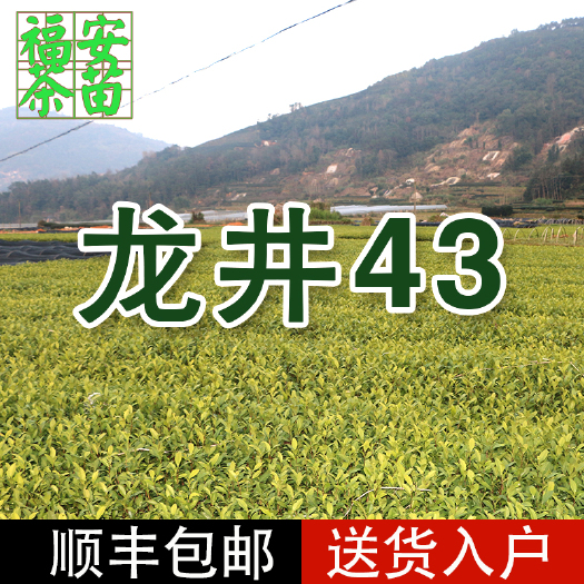 龙井43号茶树苗 龙井43 茶苗