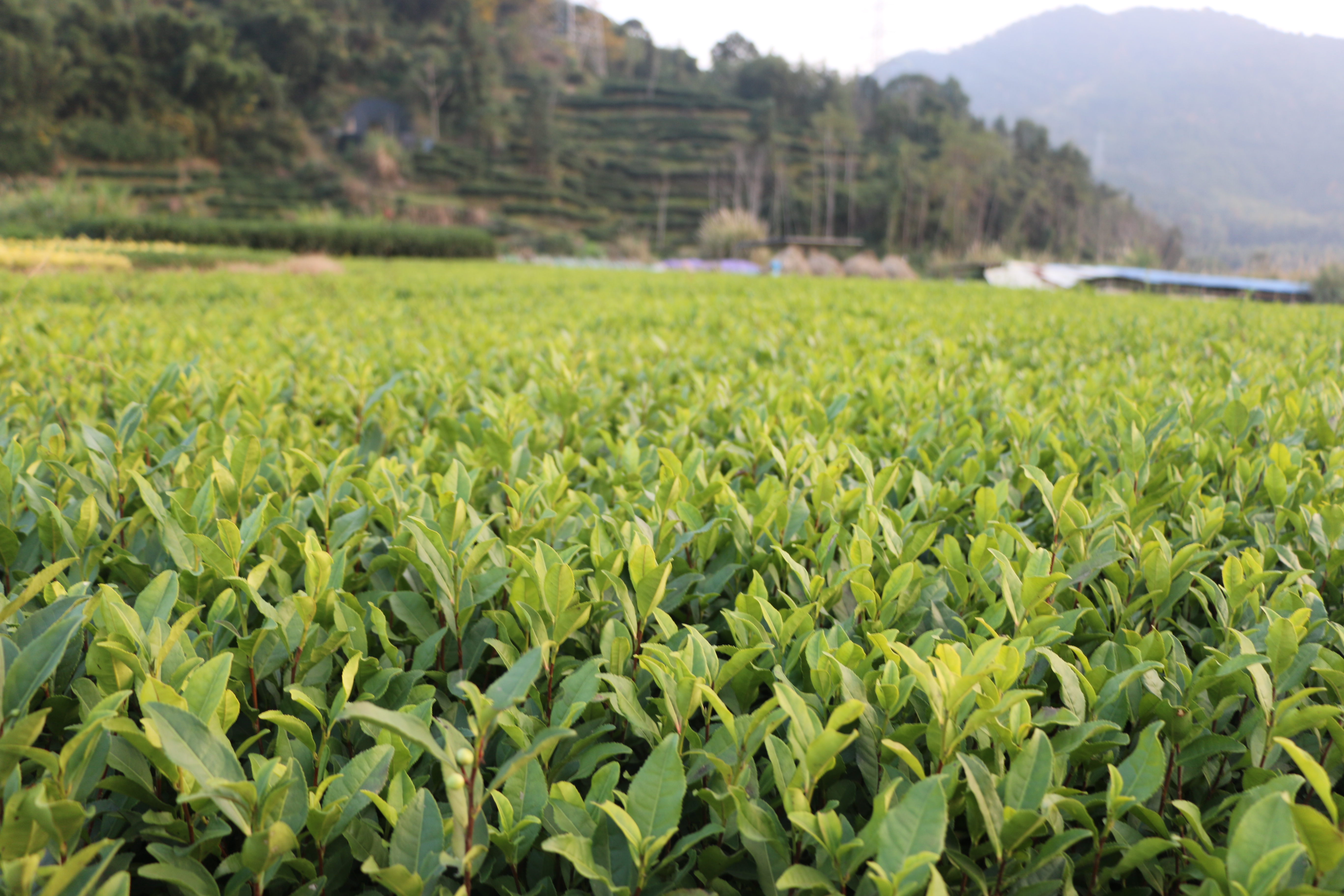 安吉白茶樹苗福安茶苗安吉白茶茶樹苗中茶108茶苗基地直銷