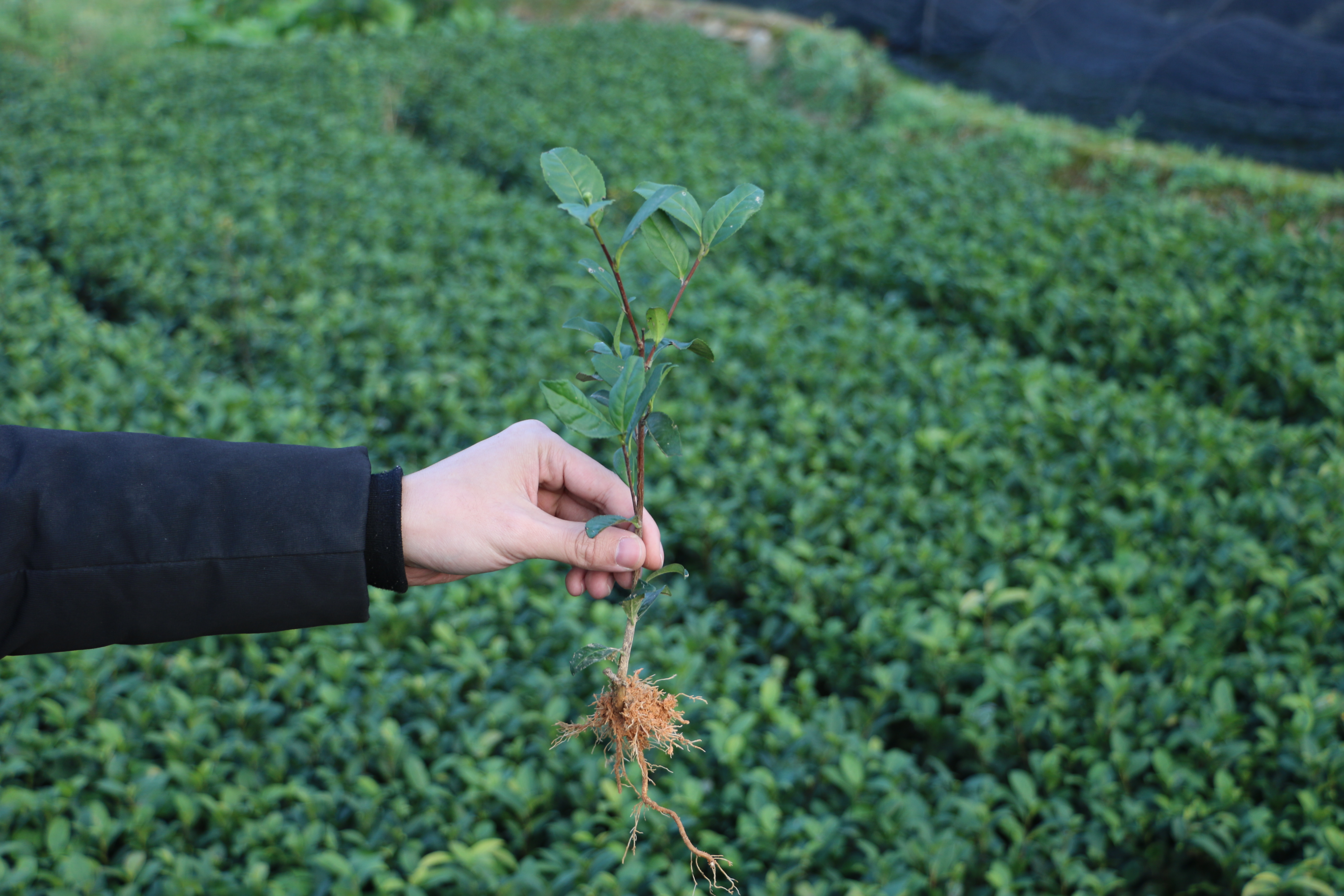 茶树苗价格图片