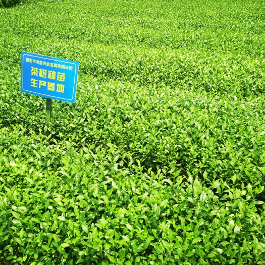 福安市安吉白茶茶树苗一年生冬插苗园林绿化苗木