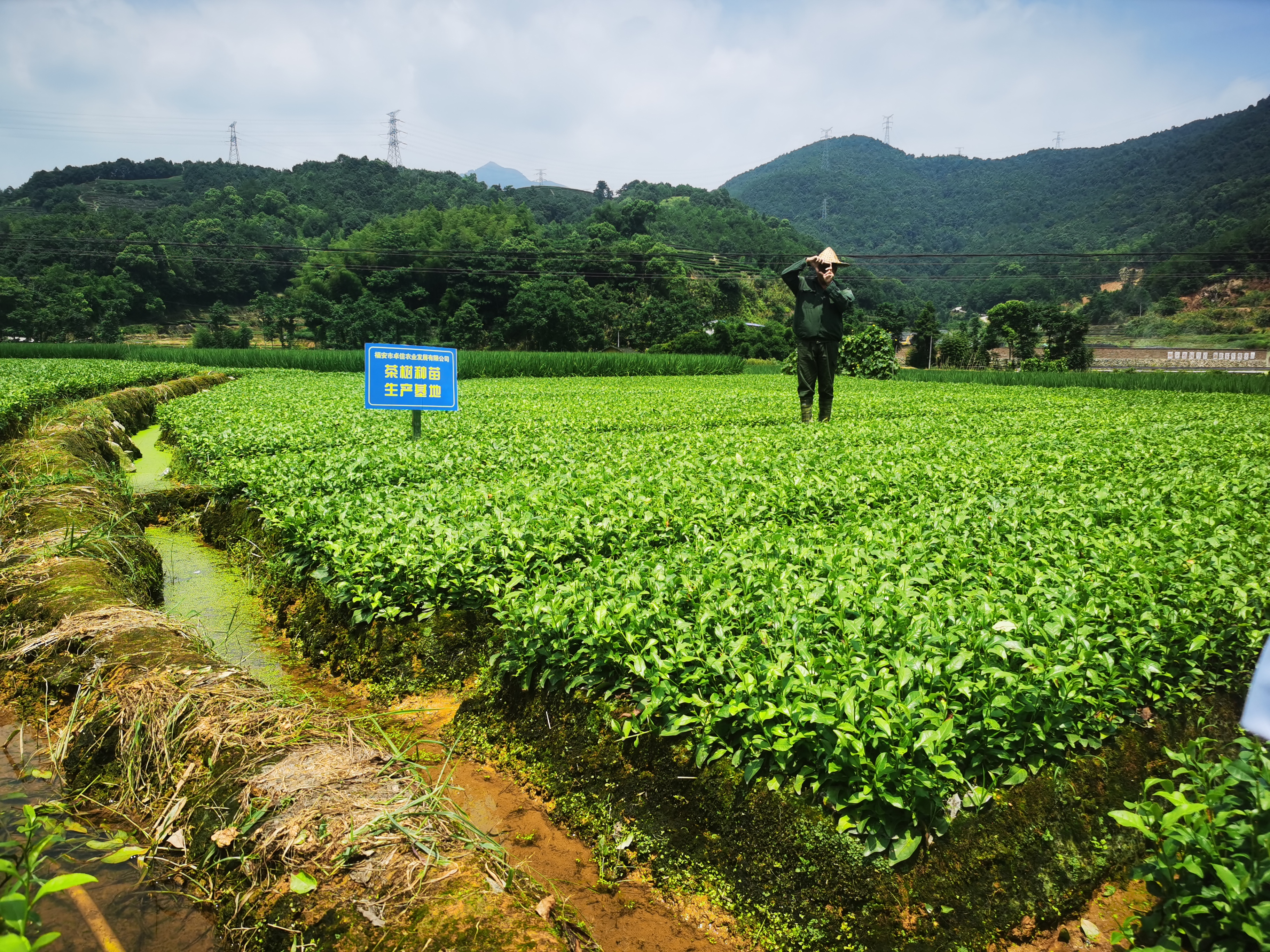 金牡丹茶苗 無(wú)性系扦插繁殖濃香型茶樹(shù)苗