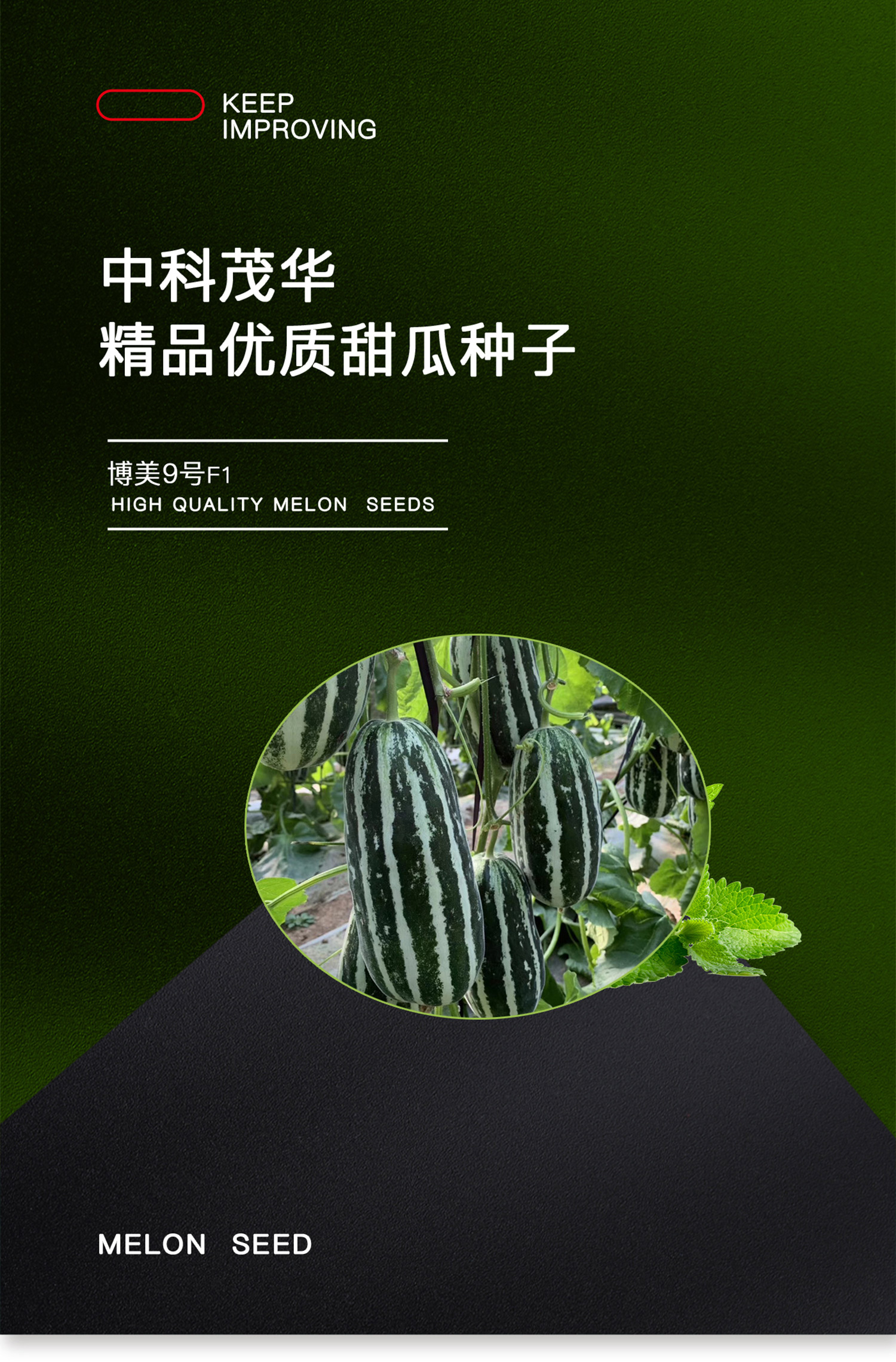  中科茂华蔬菜水果种子博美9号甜瓜种子博洋系列91香瓜种子