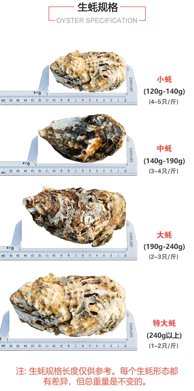 三倍体生蚝  生蚝批发广东牡蛎小蚝2-3两产地发货保鲜保活