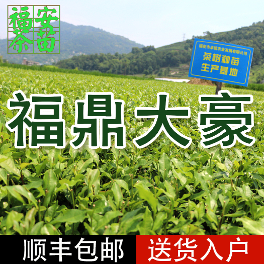 无性系良种茶苗  福安大毫茶树苗【苗圃批发，顺丰配送】福建福安茶苗一年生冬插苗