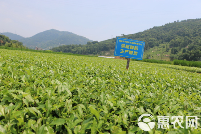 福鼎大毫茶苗 福建茶树苗基地 茶苗批发