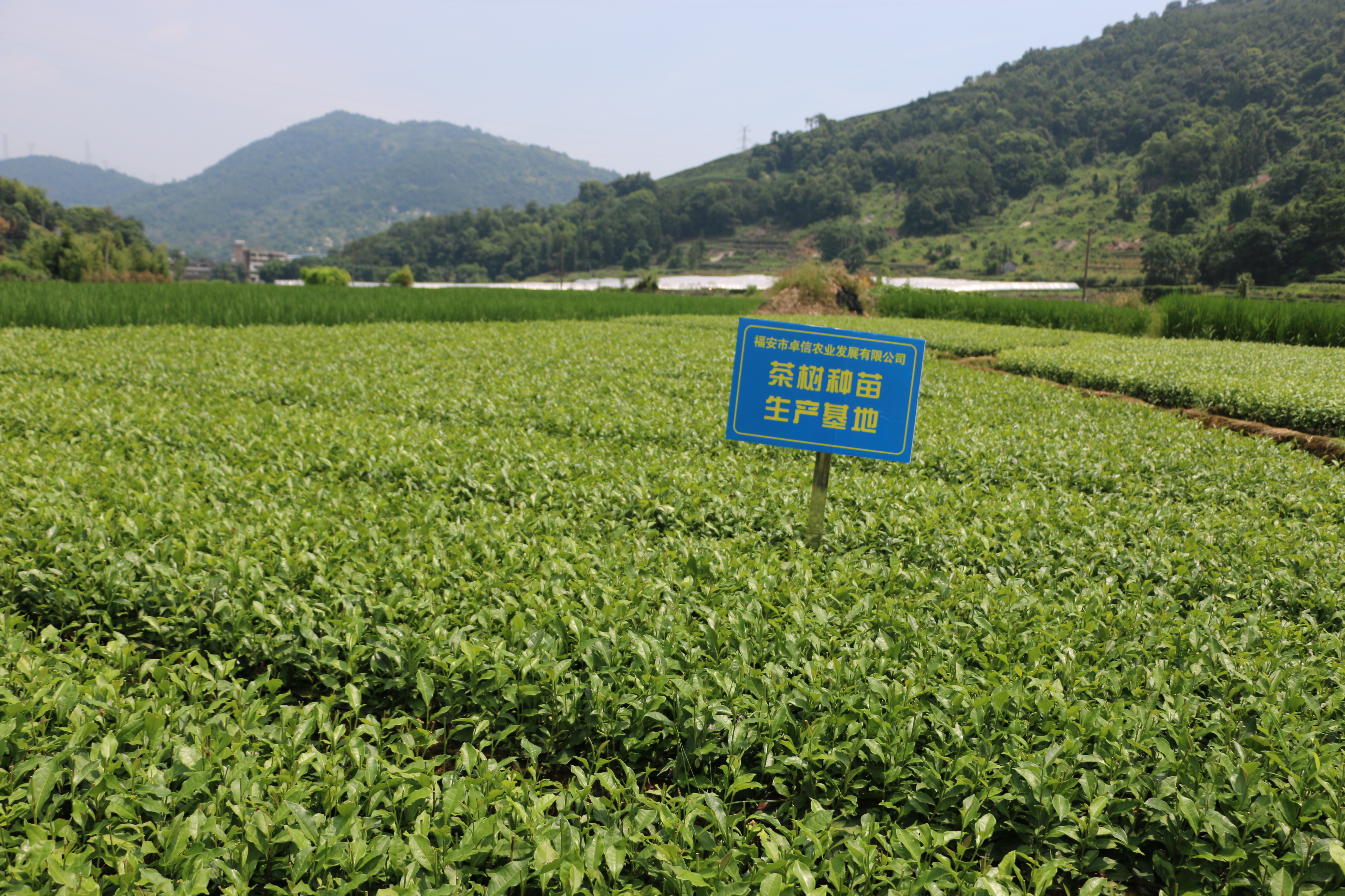 福鼎大毫 茶树苗 福建福安全国批量供应