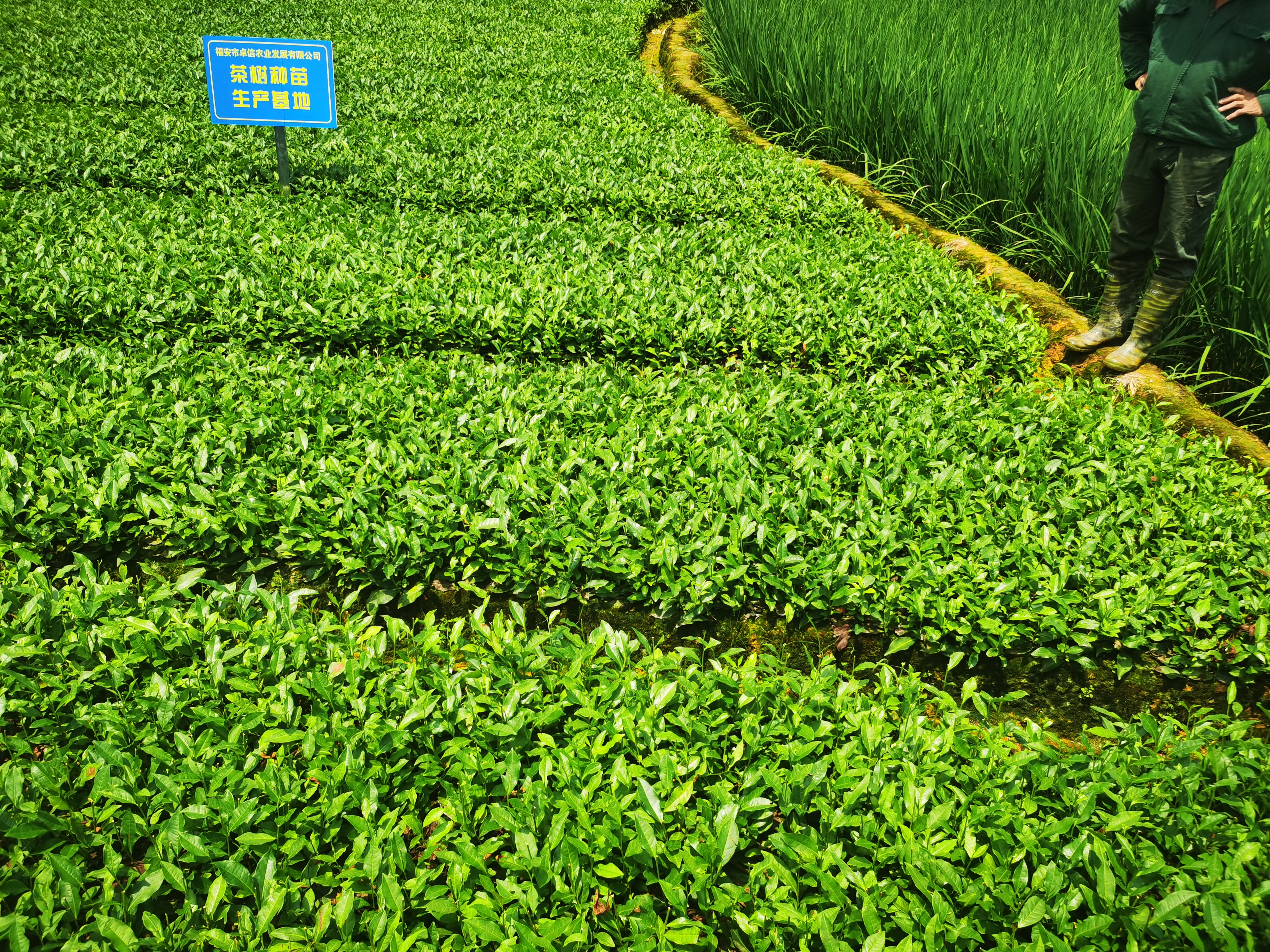 綠茶樹苗 福鼎大白冬插一年生茶苗福建福安無性系綠茶白茶基地直銷