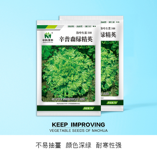 青县 中科茂华蔬菜种子辛普森绿精英568散叶生菜种子耐寒深绿色