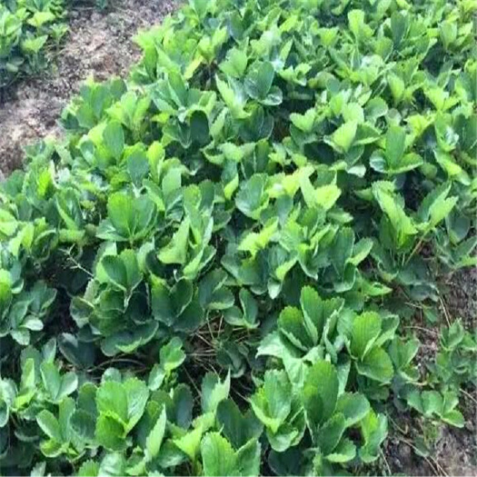 泰安 久香草莓苗品种介绍 久香草莓苗价格 久香草莓苗多少钱
