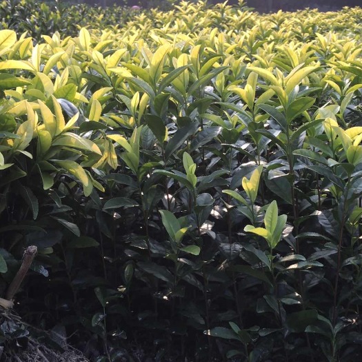 新昌县金香玉茶苗，金香玉茶叶苗，金香玉茶树苗