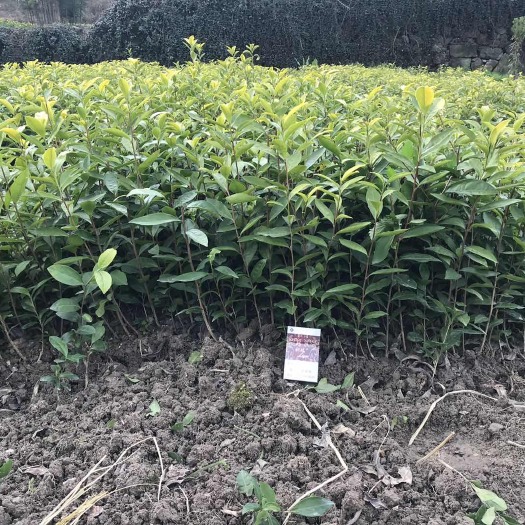 新昌县黄金芽茶苗  郁金香茶苗，郁金香茶叶苗