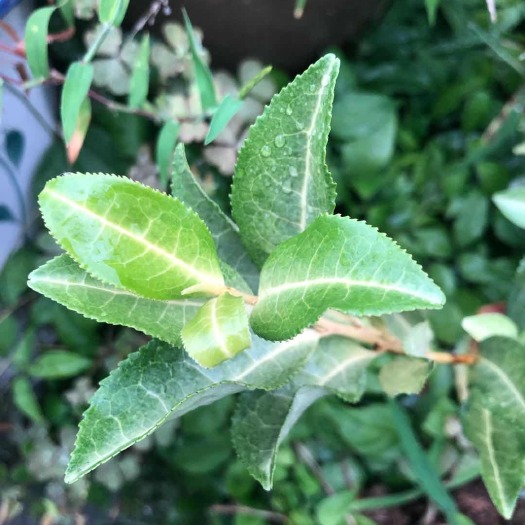 新昌县奶白茶树苗  白金芽茶苗 奶白茶苗 安吉奶白茶苗 白牛早茶苗