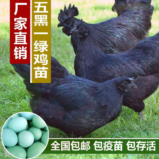 广州 五黑一绿鸡苗蛋鸡苗包疫苗全国发货 包路损