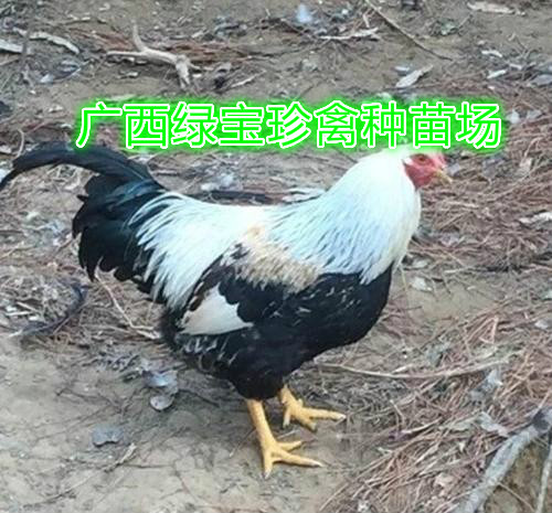 南宁彩凤鸡苗 花鸡  厂家直销  量大从优