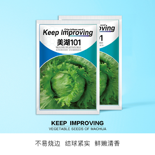 青县 中科茂华蔬菜种子美湖101结球生菜种子耐抽苔中熟叶色翠绿