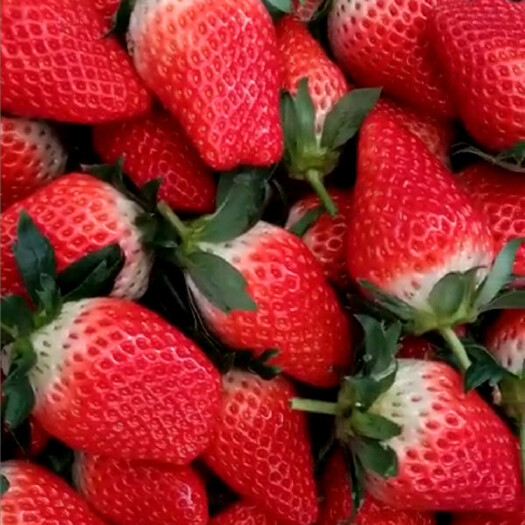泰安供应草莓苗章姬奶油草莓苗批发，山东草莓苗基地