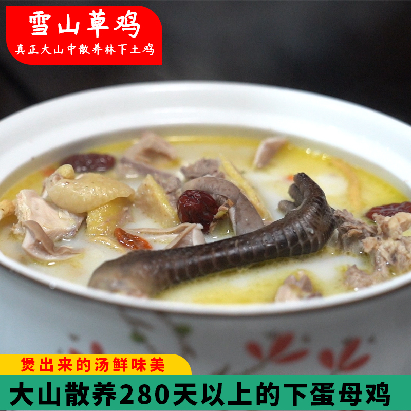  雪山草鸡青脚土鸡月子煲汤老母鸡散养本地鸡