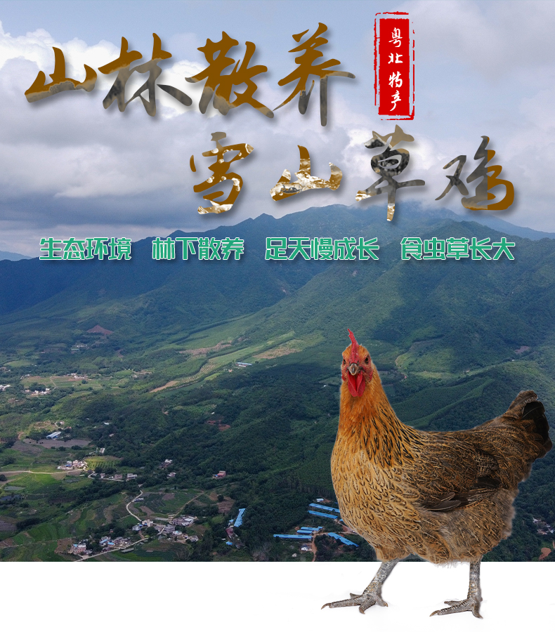  雪山草鸡青脚土鸡月子煲汤老母鸡散养本地鸡
