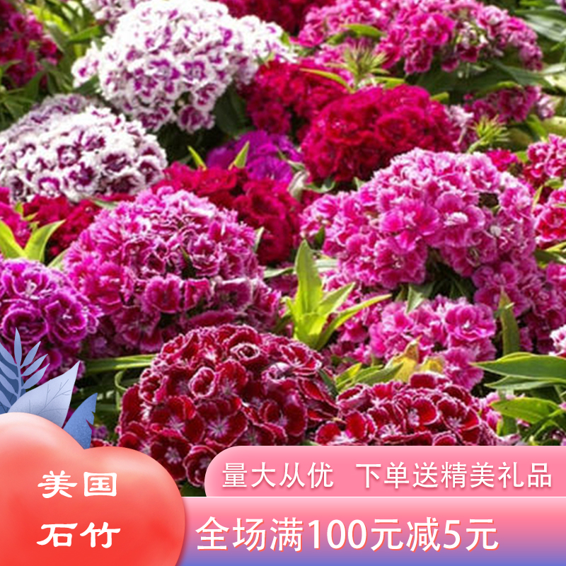 沭阳县美国石竹种子美国石竹新种子包邮五彩石竹批发包邮