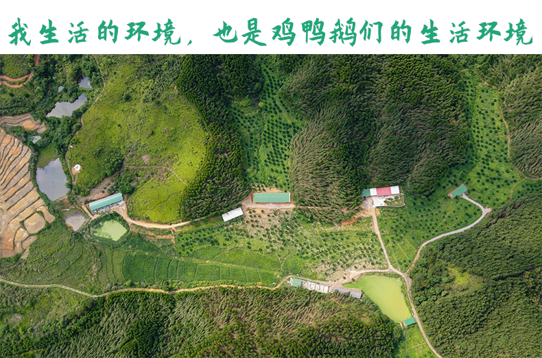  雪山草鸡青脚土鸡月子煲汤老母鸡散养本地鸡