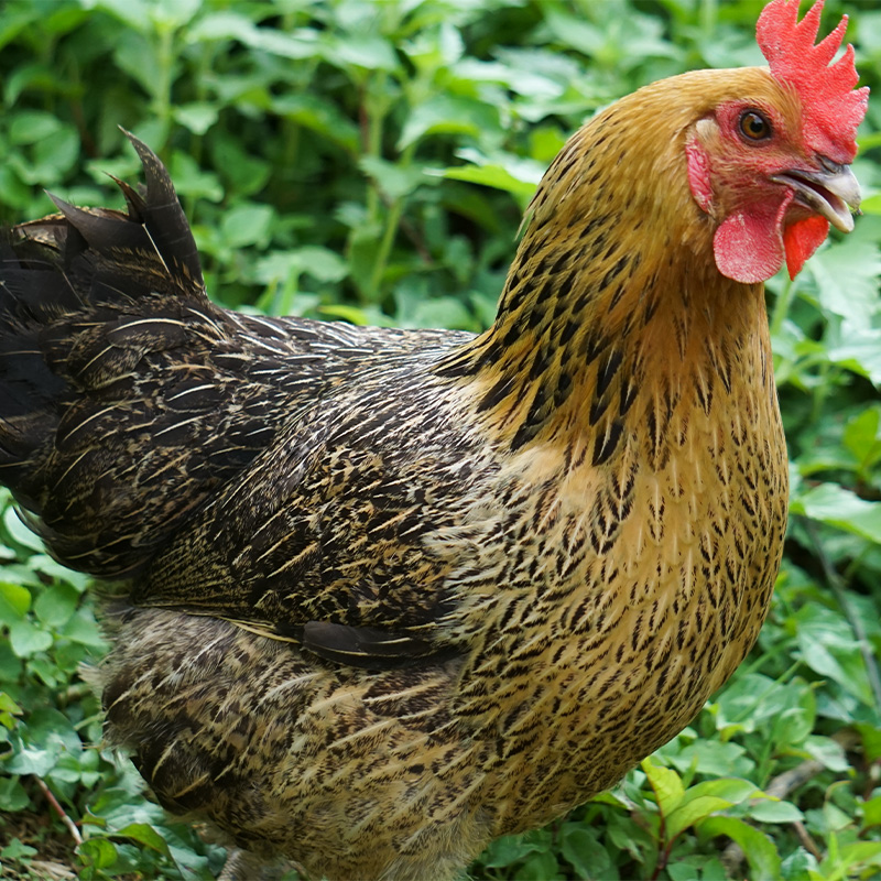  雪山草鸡青脚土鸡月子煲汤老母鸡散养本地鸡