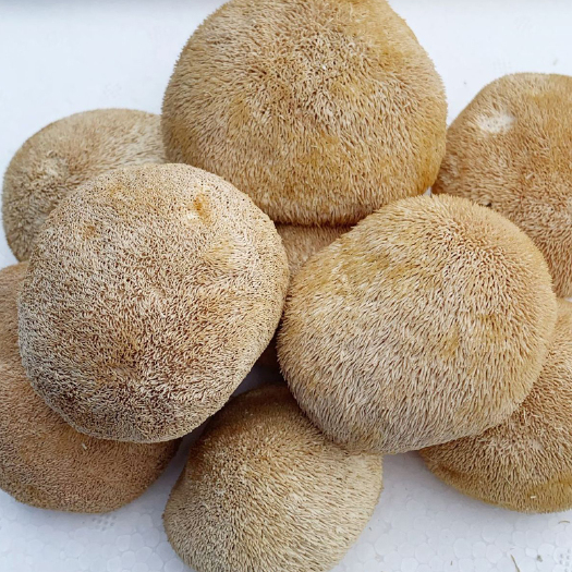 古田县干猴头菇  农产品干货古田特产猴头菇新货500克散装批发