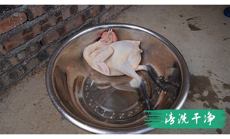  雪山草鸡青脚土鸡月子煲汤老母鸡散养本地鸡