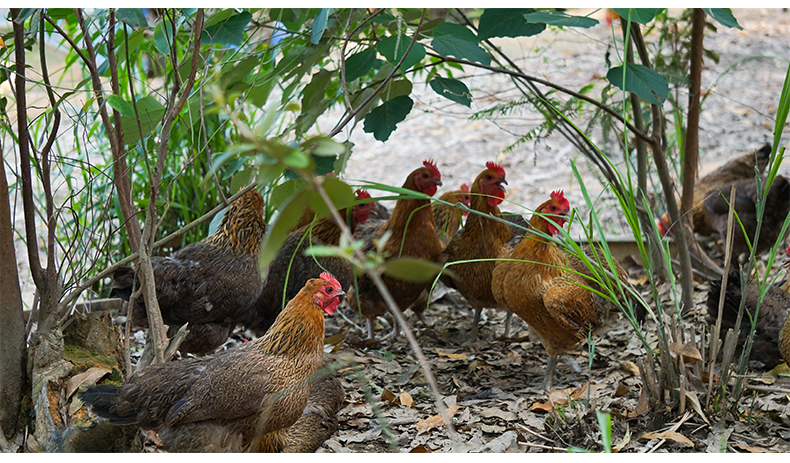  雪山草鸡青脚土鸡月子煲汤老母鸡散养本地鸡