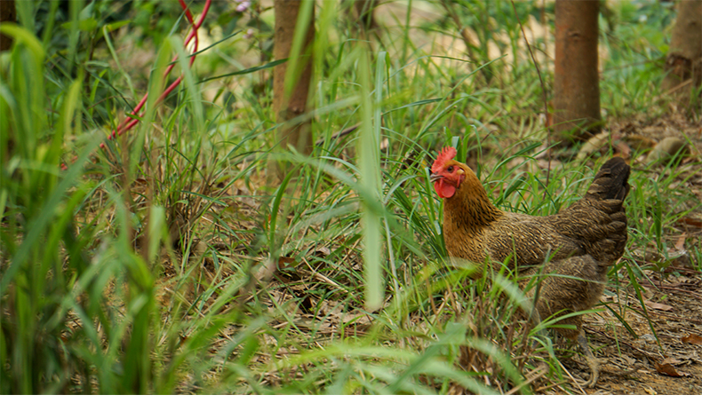  雪山草鸡青脚土鸡月子煲汤老母鸡散养本地鸡