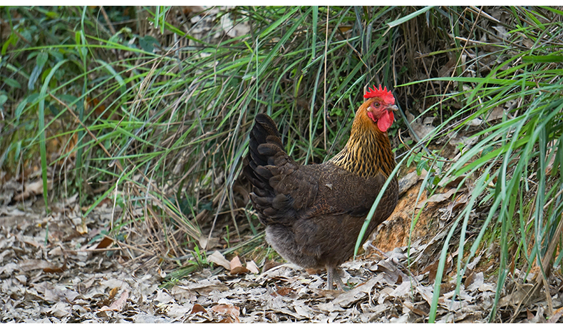  雪山草鸡青脚土鸡月子煲汤老母鸡散养本地鸡
