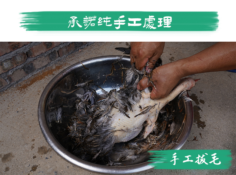  雪山草鸡青脚土鸡月子煲汤老母鸡散养本地鸡