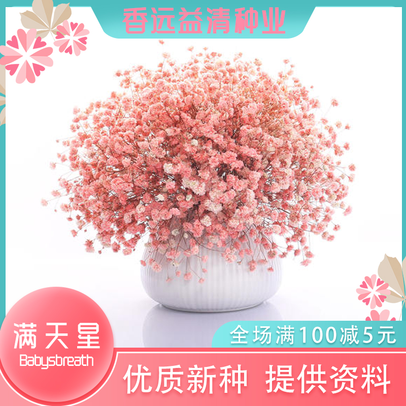 沭阳县满天星种子满天星新种子切花满天星种子垂吊满天星种子包邮批发