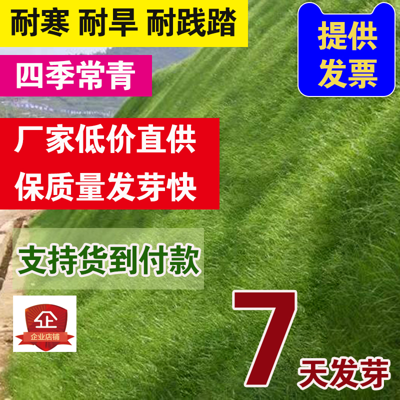沭阳县护坡草种子矿山修复水库山坡高速路旁护坡草种子包邮