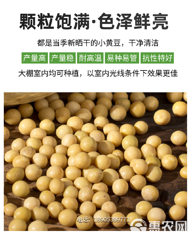 豆芽种子小金黄芽豆珍珠粒芽豆东农690黄豆芽无土栽培