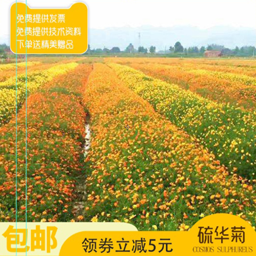 硫华菊种子硫华菊新种子包邮批发优质品种花海种植