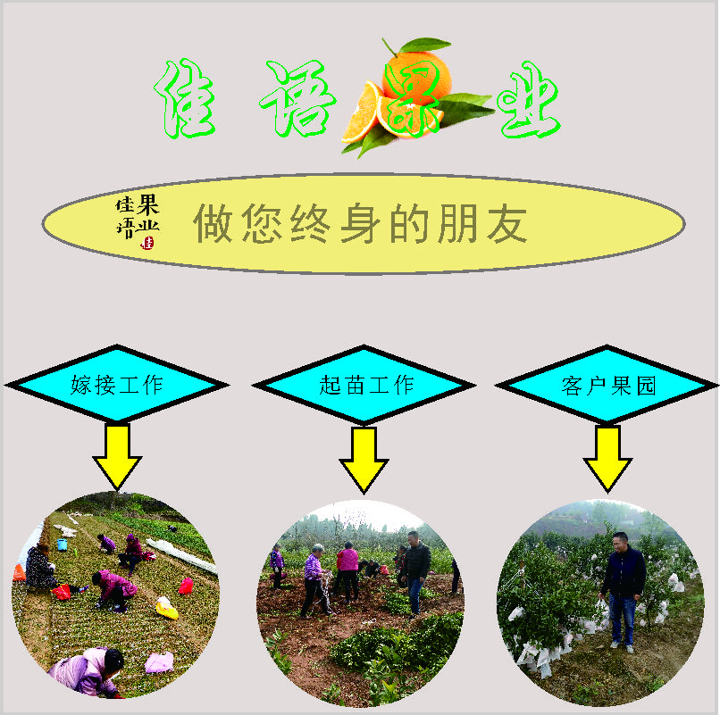 芦柑苗批发四川柑橘苗基地